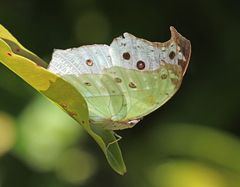 Protogoniomorpha parhassus
