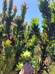 Protea coronata