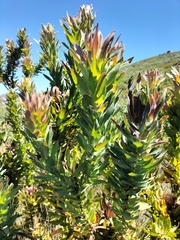 Protea coronata