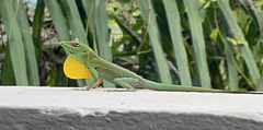 Anolis evermanni