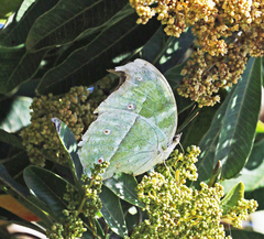 Protogoniomorpha parhassus