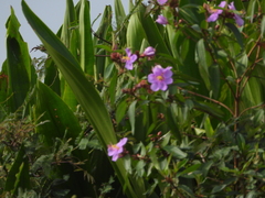 Melastoma malabathricum