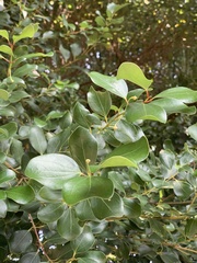 Cinnamomum reticulatum