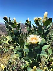 Protea punctata