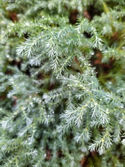 Chamaecyparis pisifera