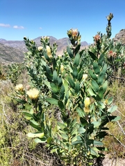 Protea punctata
