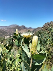 Protea punctata