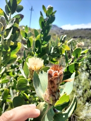 Protea punctata