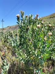 Protea punctata