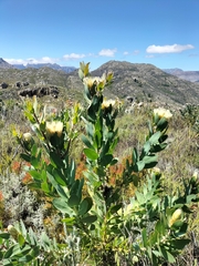 Protea punctata