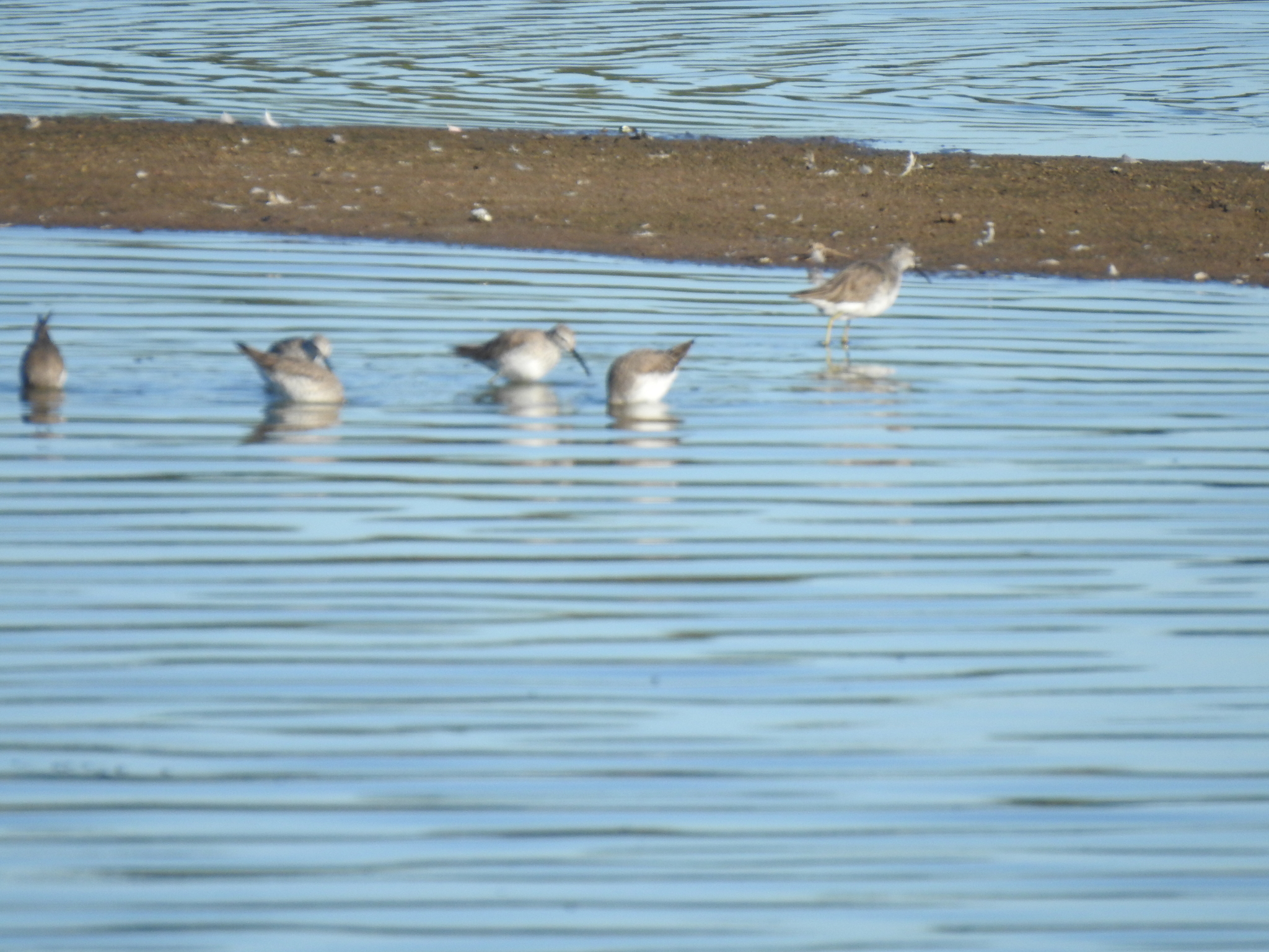 Stilt Sandpiper