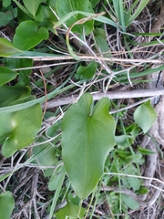 Angiospermae
