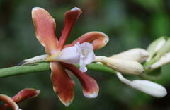 Phaius