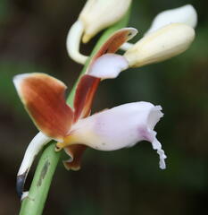 Phaius