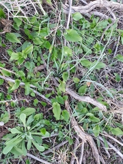 Angiospermae