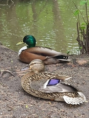 Anas platyrhynchos domesticus