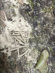 Euplatypus parallelus