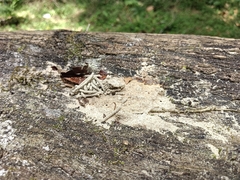 Euplatypus parallelus