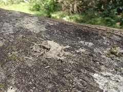 Euplatypus parallelus