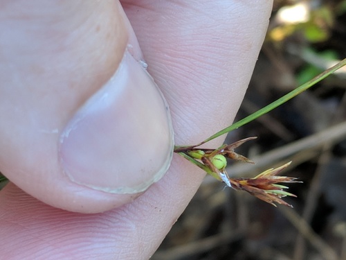 Scleria pauciflora image