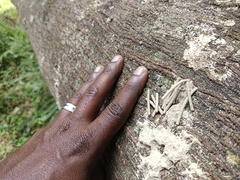 Euplatypus parallelus