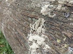 Euplatypus parallelus