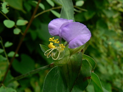 Commelina undulata
