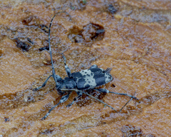 Leiopus punctulatus