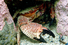 Nectocarcinus integrifrons
