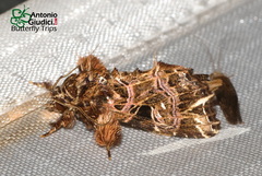 Callopistria rivularis