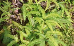 Dicranopteris