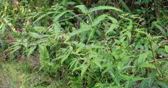 Dicranopteris