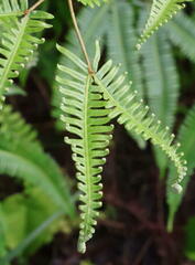Dicranopteris