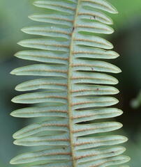 Dicranopteris