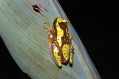 Dendropsophus ebraccatus