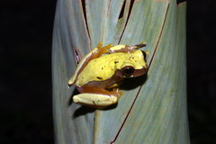 Dendropsophus ebraccatus