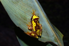 Dendropsophus ebraccatus
