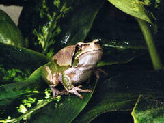 Hyla carthaginiensis