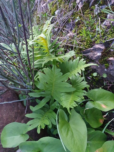 Polypodium cambricum image