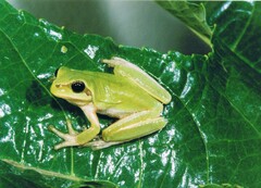 Hyla carthaginiensis