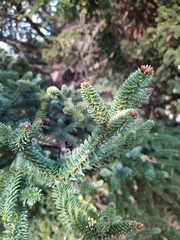 Abies pinsapo