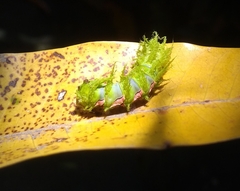 Automeris naranja