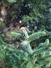Abies pinsapo