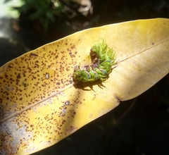 Automeris naranja
