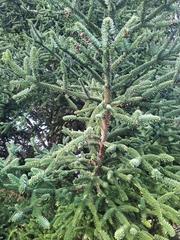 Abies pinsapo