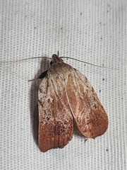 Tortricopsis pyroptis