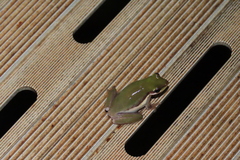 Litoria bicolor