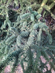 Abies pinsapo