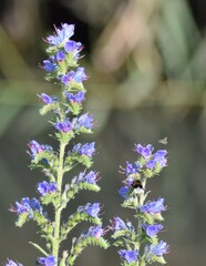 Echium vulgare