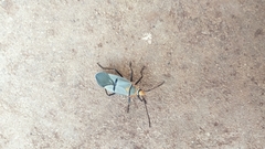 Dysdercus nigrofasciatus